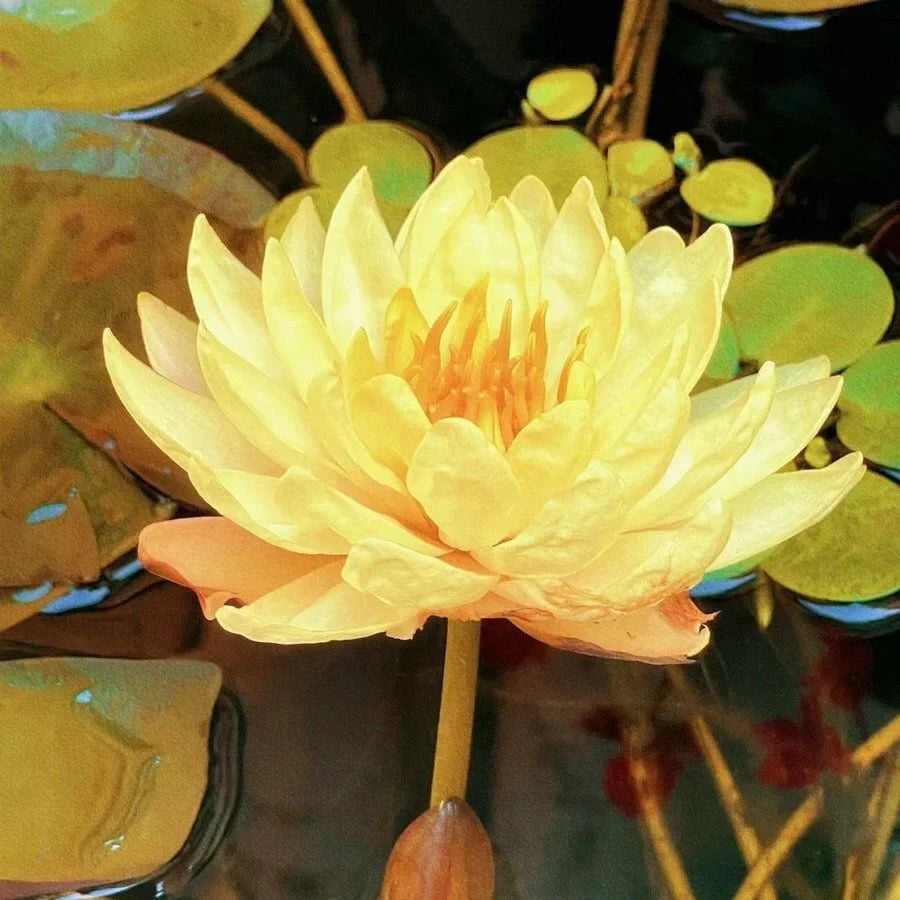 🌸Last Day 50% OFF💐The Sacred Bonsai Bowl Lotus Flower