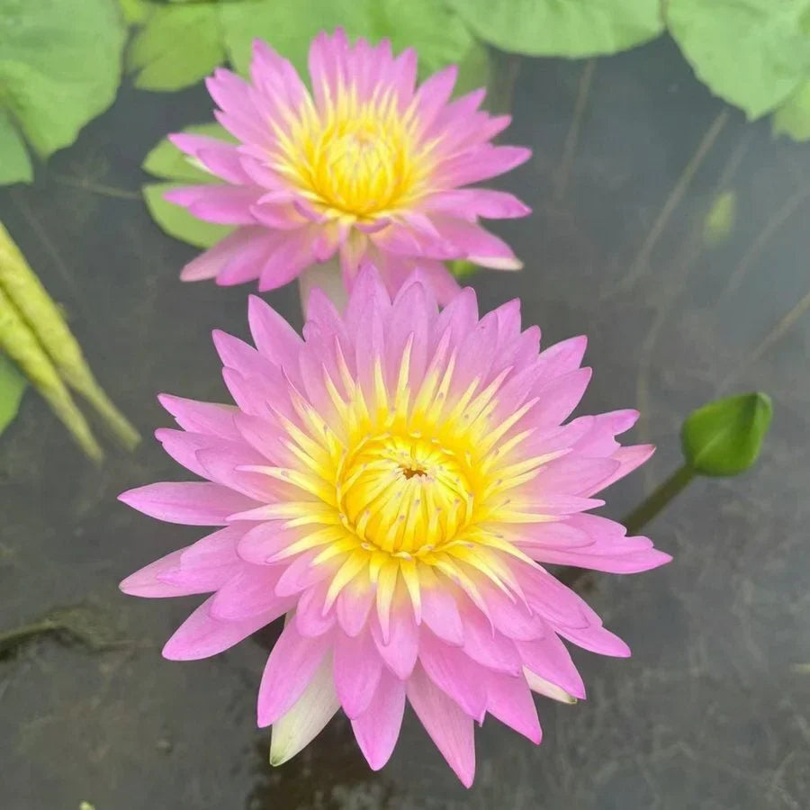 🌸Last Day 50% OFF💐The Sacred Bonsai Bowl Lotus Flower
