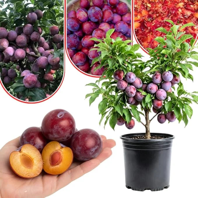 Last Day 49% OFF🔥 Red Plum Tree Live Plant 2-3 Feet Tall – Hardy, Early Bearing Variety, Bareroot
