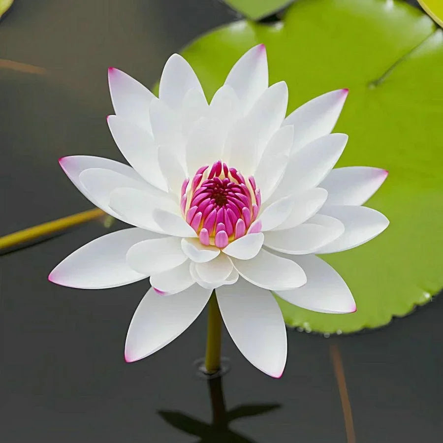 🌸Last Day 50% OFF💐The Sacred Bonsai Bowl Lotus Flower