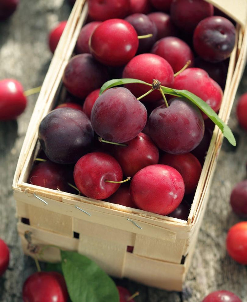 Last Day 49% OFF🔥 Red Plum Tree Live Plant 2-3 Feet Tall – Hardy, Early Bearing Variety, Bareroot