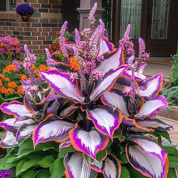 🔥Last day clearance🔥Premium Rare Hosta Seeds🌿Shade-Tolerant Plant