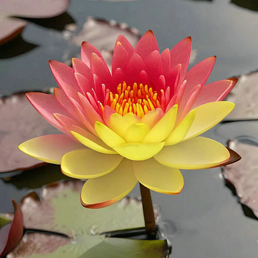 🌸Last Day 50% OFF💐The Sacred Bonsai Bowl Lotus Flower