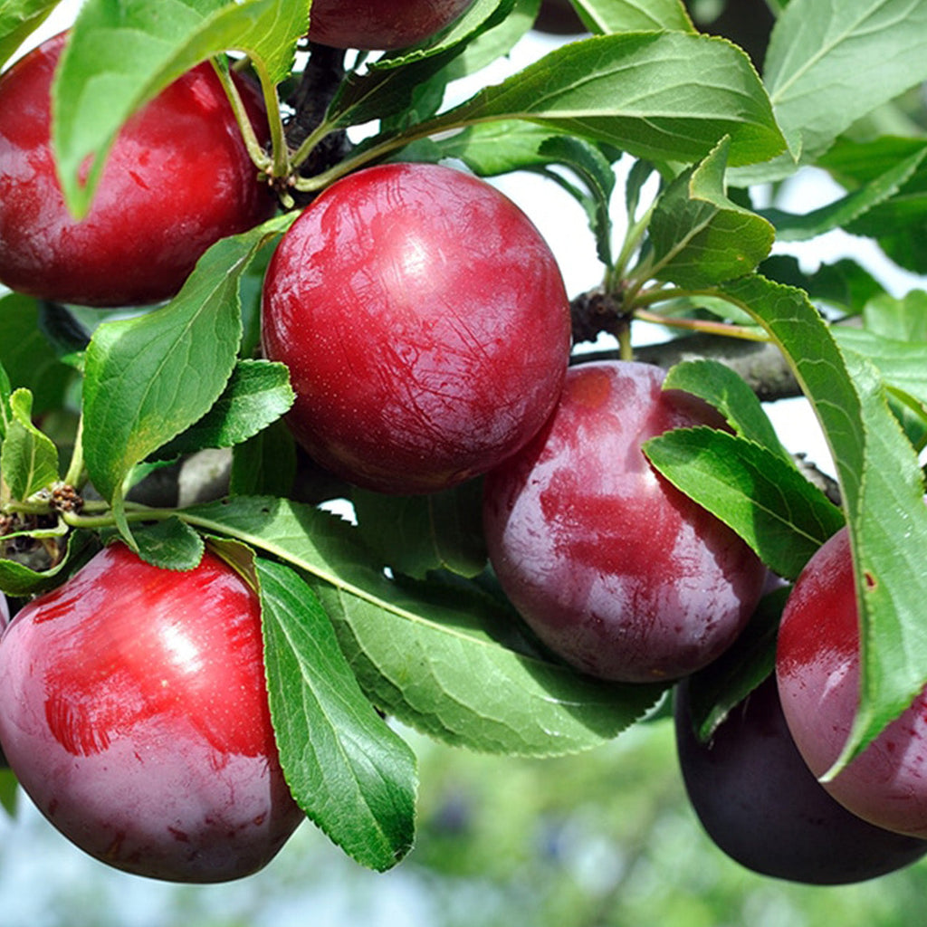 Last Day 49% OFF🔥 Red Plum Tree Live Plant 2-3 Feet Tall – Hardy, Early Bearing Variety, Bareroot