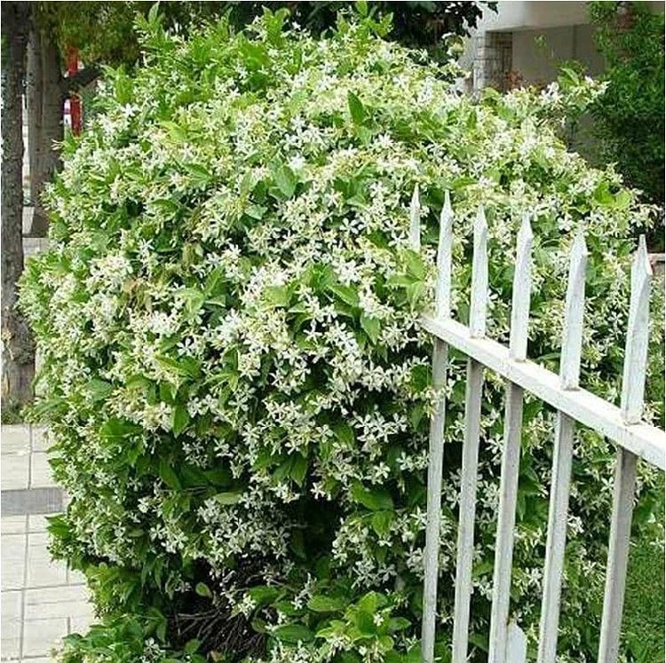 LAST DAY Promotion 49% OFF 🌸 Jasmine Potted Plant (Can be planted in winter)