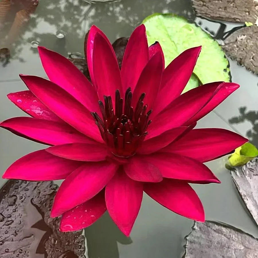 🌸Last Day 50% OFF💐The Sacred Bonsai Bowl Lotus Flower