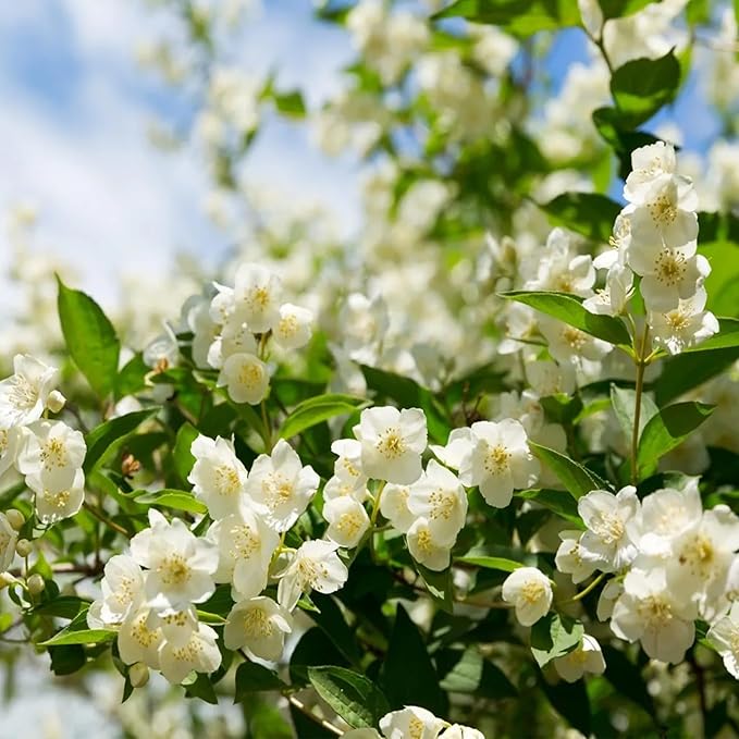 LAST DAY Promotion 49% OFF 🌸 Jasmine Potted Plant (Can be planted in winter)